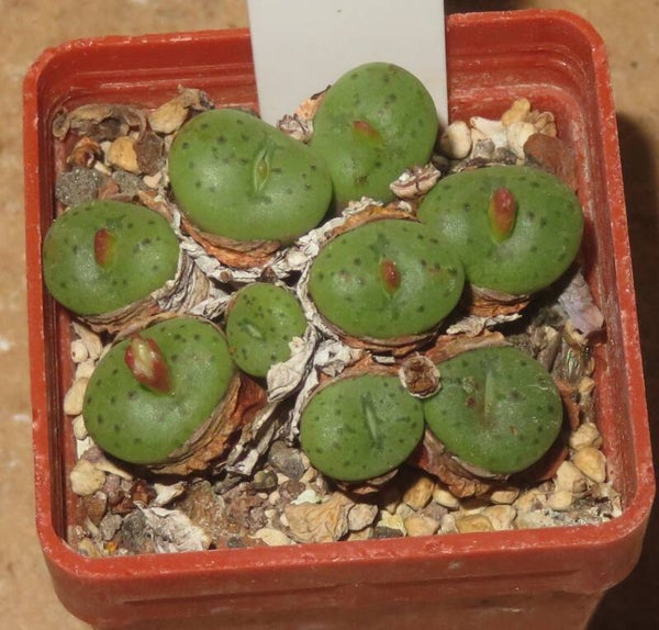 Conophytum uviforme