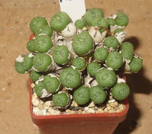 Conophytum minutum var. nudum