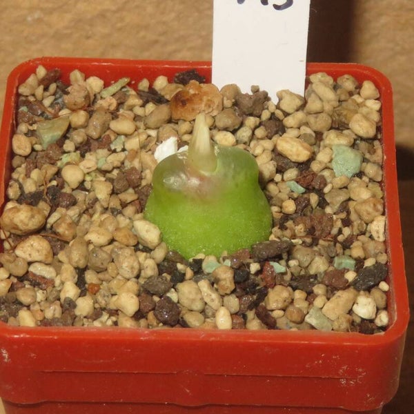Conophytum acutum Steenkampskraal