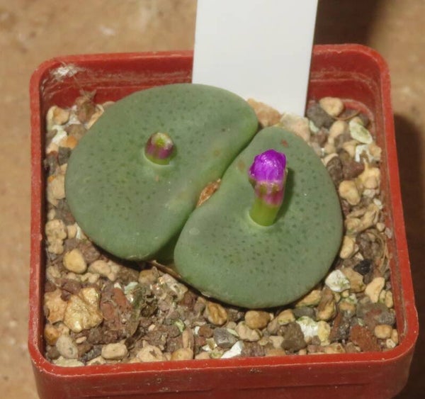 Conophytum crateriforme