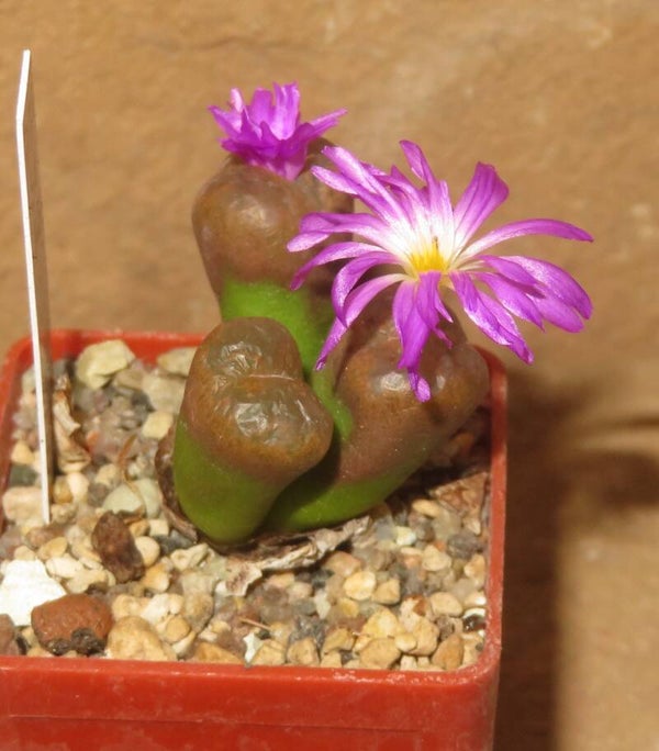 Conophytum lithopsoides ssp. koubergense