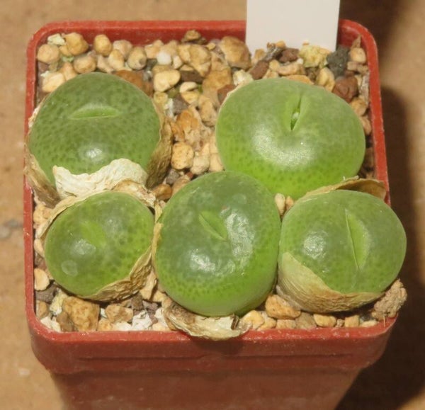 5x Conophytum subfenestratum SB624
