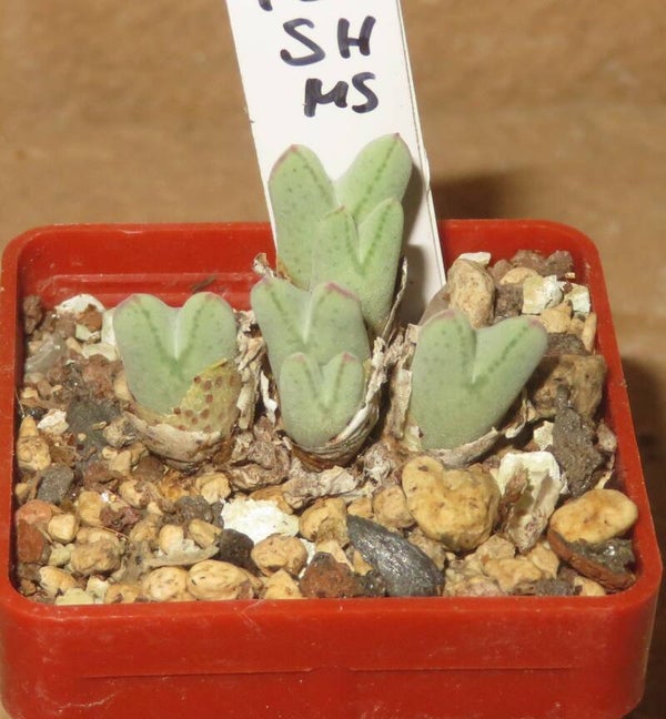 Conophytum blandum ARM 985