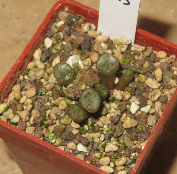 Conophytum irmae B&H 2318