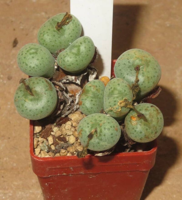 Conophytum jucundum ssp. fragile Rooiberg SH537