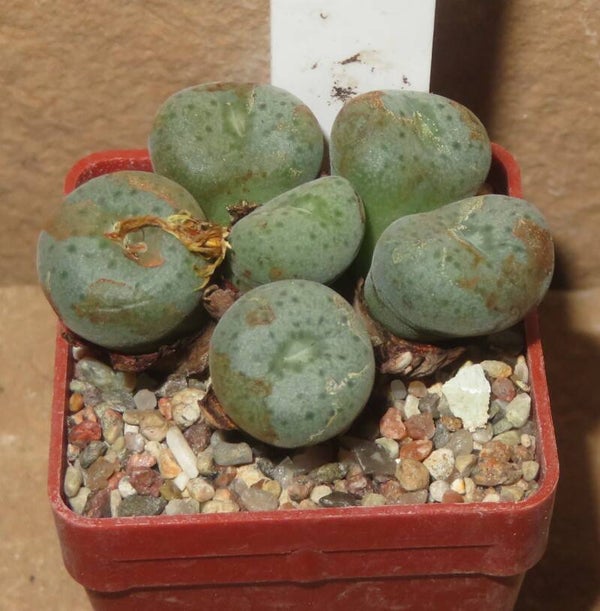Conophytum jucundum ssp. fragile Rooiberg SH537