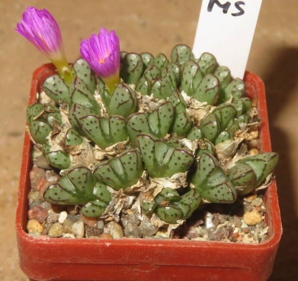 Conophytum tantillum ssp. heleniae  RR1635 Kosies