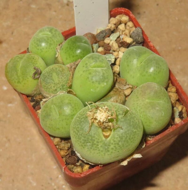 9x Conophytum subfenestratum SB624