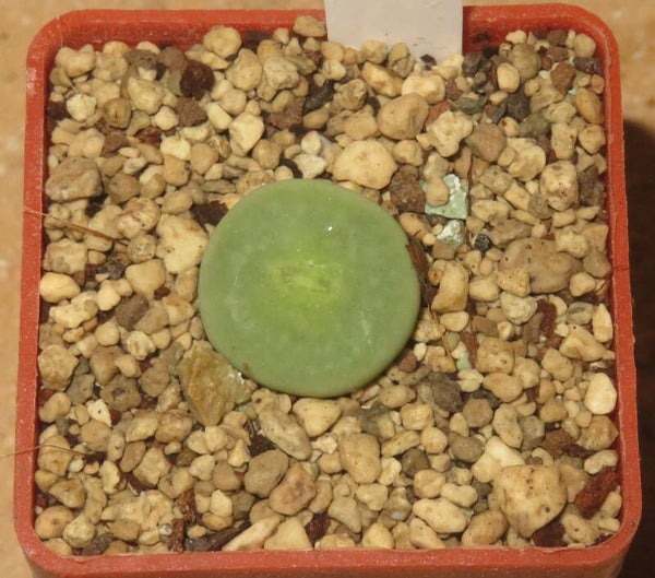 Conophytum pageae Sämling