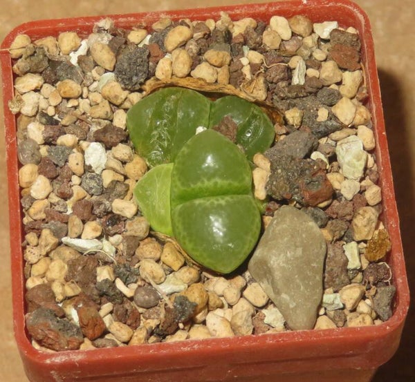 Conophytum limpidum