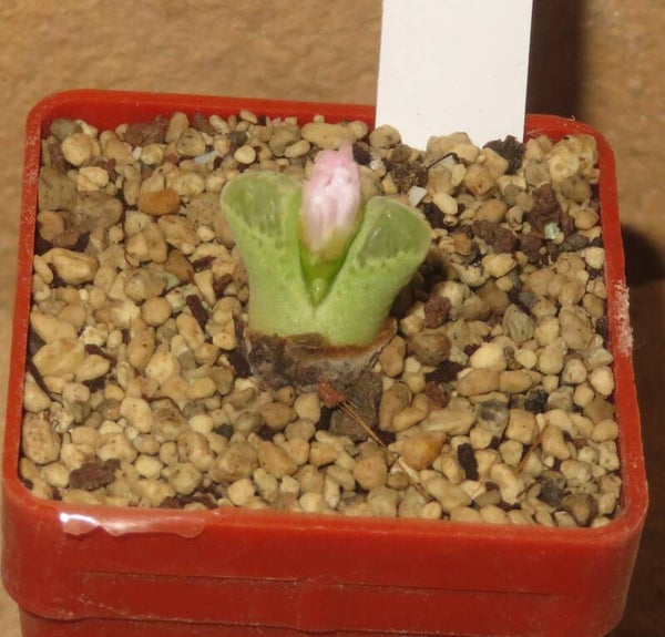 Conophytum devium ssp.  stiriiferum