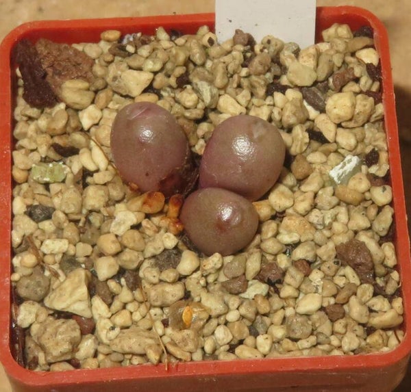 Conophytum brunneum Nuwerus