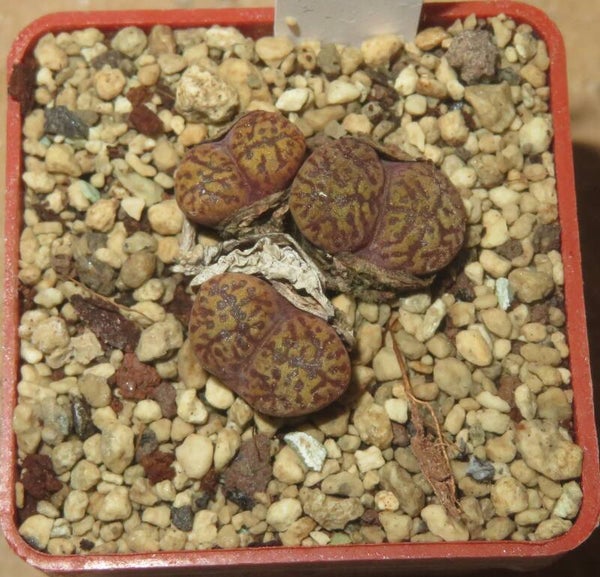 Conophytum pellucidum var. neohalli