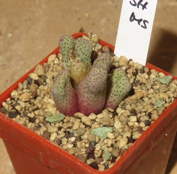 Conophytum marginatum ssp. karasmoepense w Aggenys