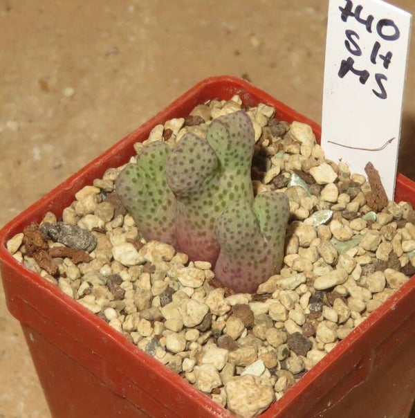 Conophytum marginatum ssp. karasmoepense w Aggenys