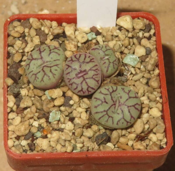 Conophytum minimum 'scitulum'