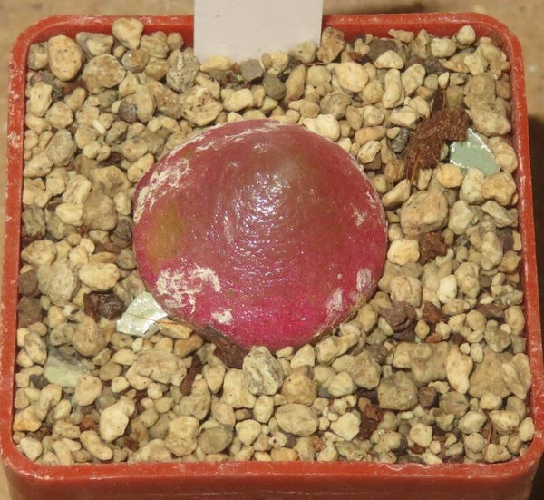 Conophytum burgeri SH409  ca. 1,7cm