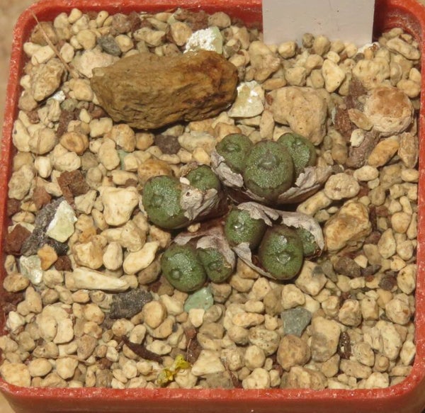 Conophytum minusculum RR1302