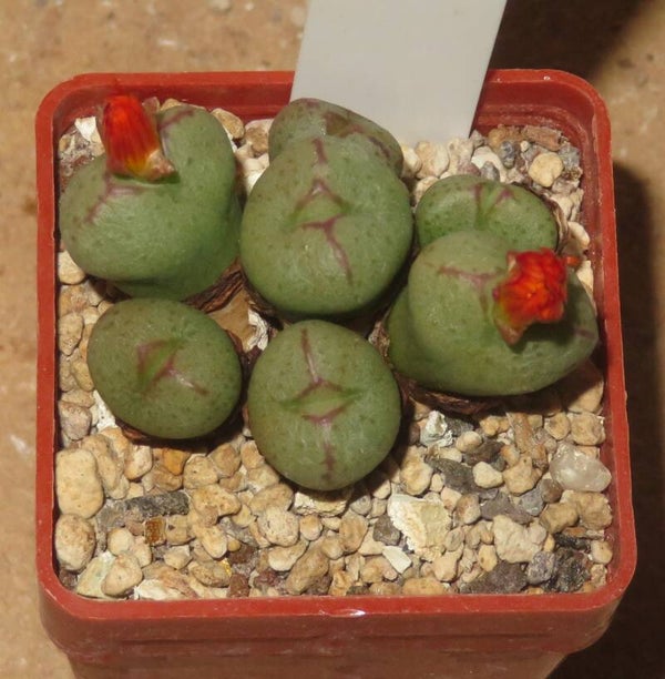 Conophytum x marnierianum hyb. aus Samen gezogen