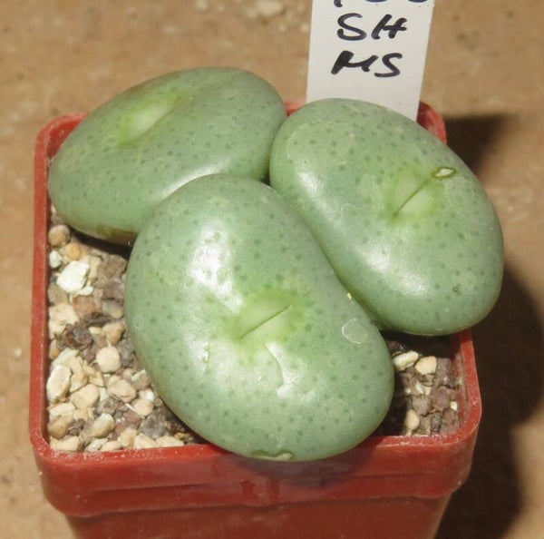 Conophytum flavum Swartkopf Mine H18