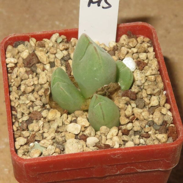Conophytum klinghardtense Namibia