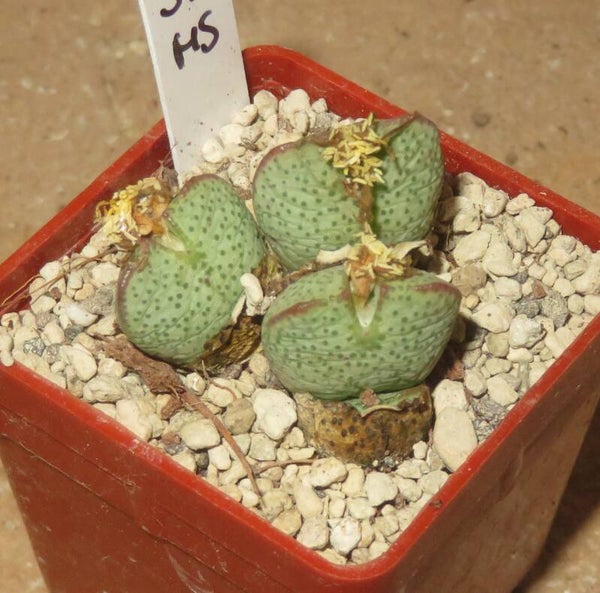 Conophytum taylorianum Ex Franz Eret