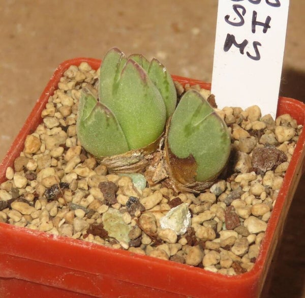 Conophytum danielii Namaqualand