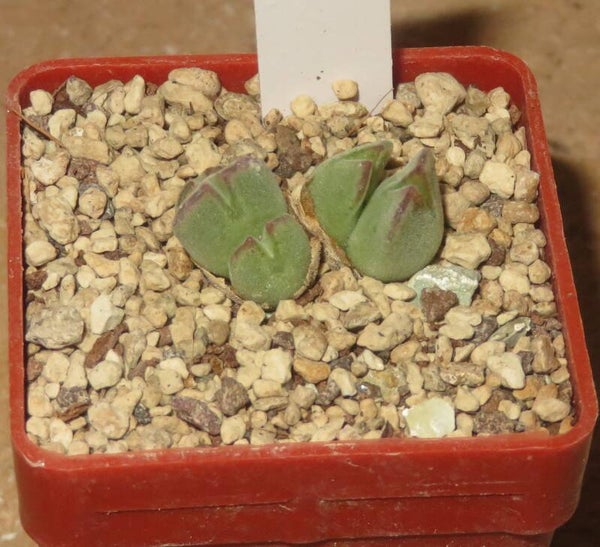 Conophytum danielii Namaqualand