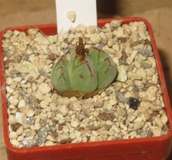 Conophytum danielii Namaqualand