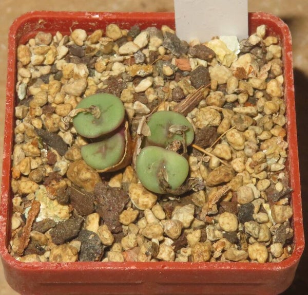 Conophytum chrisocruxum