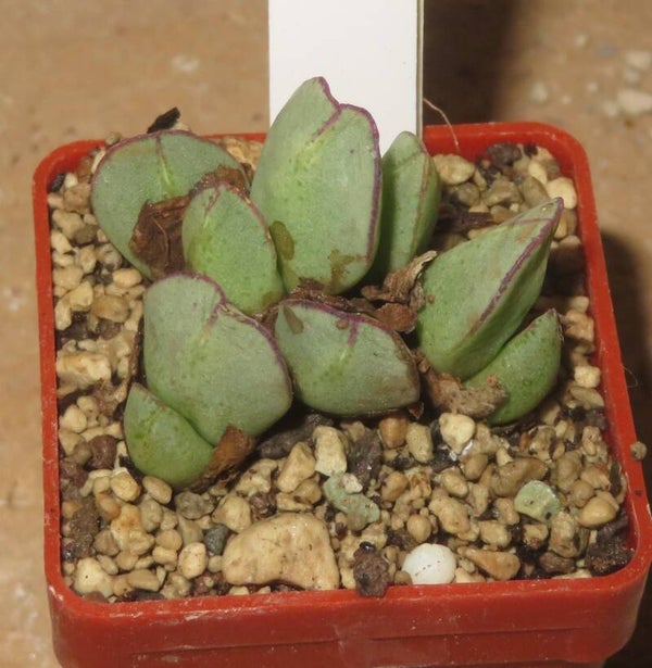 Conophytum hanae