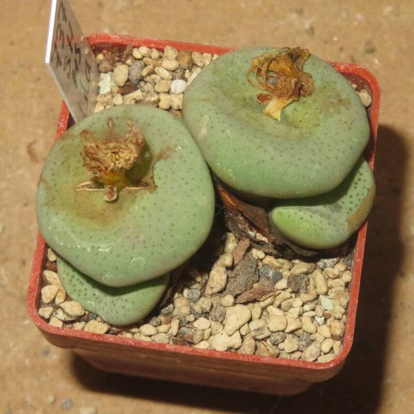Conophytum jucundum ssp. ruschii