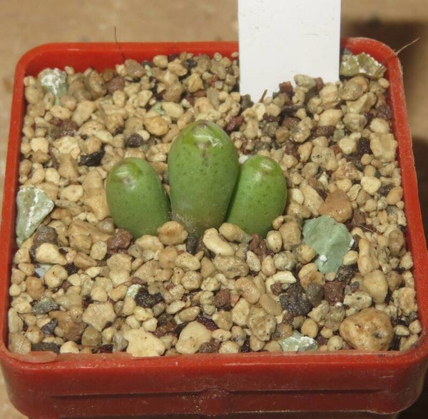 Conophytum bruynsii Knersvlakte