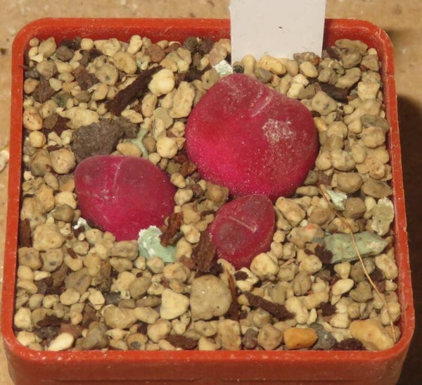 Conophytum maughanii