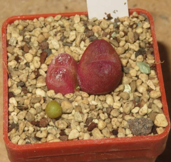Conophytum maughanii