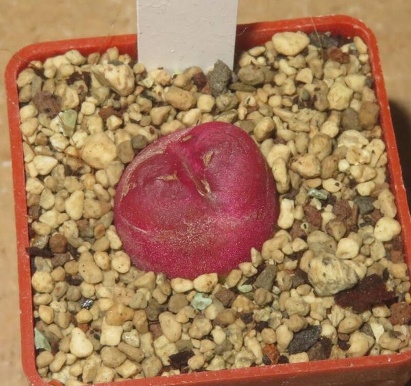 Conophytum maughanii