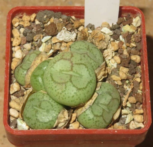 Conophytum ficiforme worcester