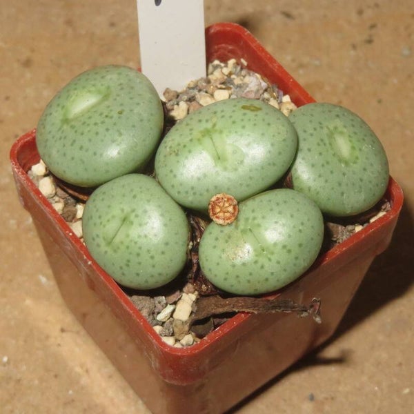 Conophytum flavum Swartkopf Mine H18