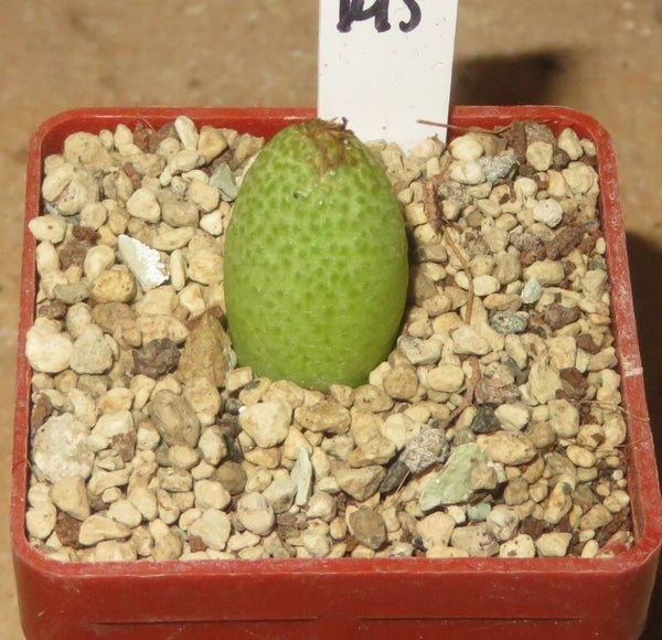 Conophytum vanheerdei