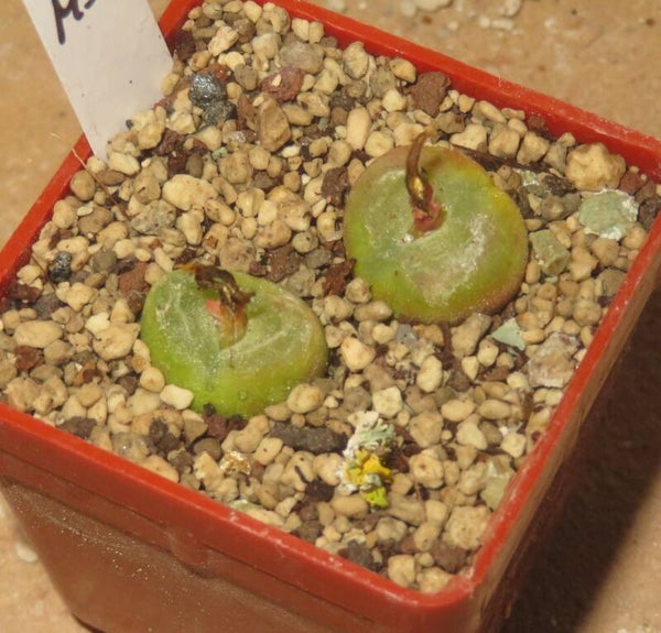 2x Conophytum phoeniceum SH1212