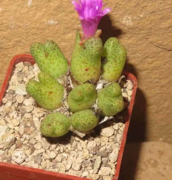 Conophytum marginatum ssp. haramoepense