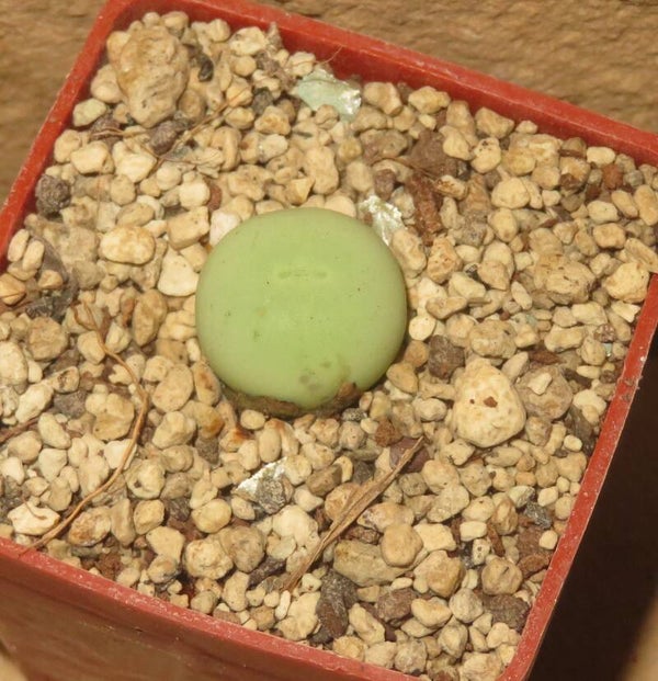 Conophytum calculus  ca 1,2cm
