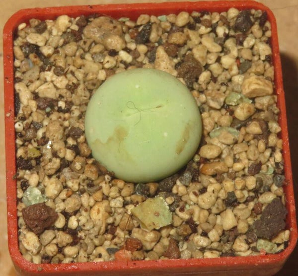 Conophytum calculus 1,6cm