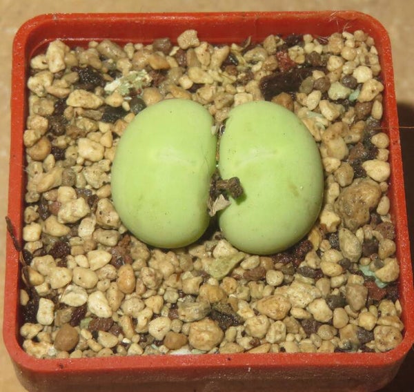 Conophytum calculus  Doppelkopf