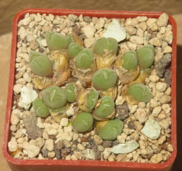 Conophytum hians