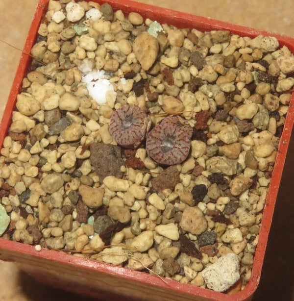 Conophytum swanepoelianum ssp. rubrolineatum RR 1398