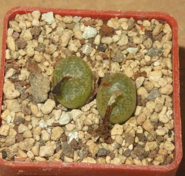 Conophytum lithopsoides Kennedyi