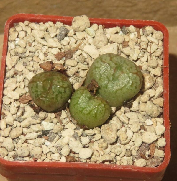 Conophytum x marnierianum