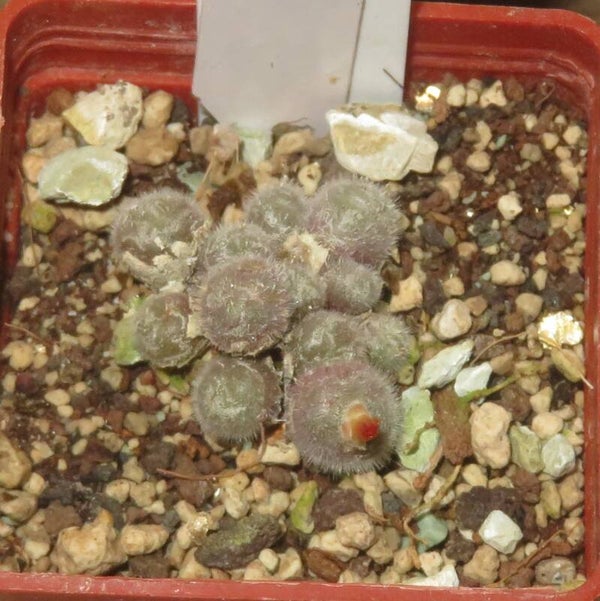 Conophytum stephanii PVB3265