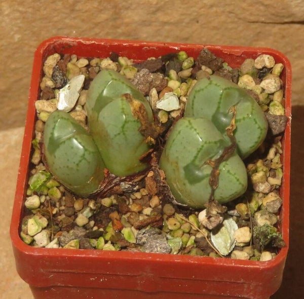 Conophytum violaciflorum
